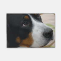 Un plus grand chien suisse de montagne