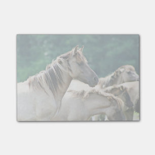Post-it® Un troupeau de chevaux de Brumby d'Australie