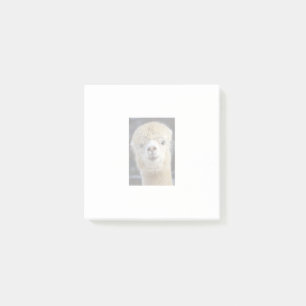 Post-it® Un visage mignon et duveteux d'alpaca    