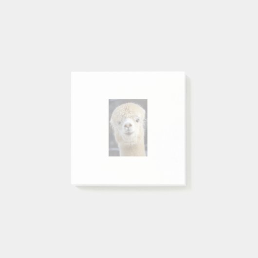 Post-it® Un visage mignon et duveteux d'alpaca     (Devant)