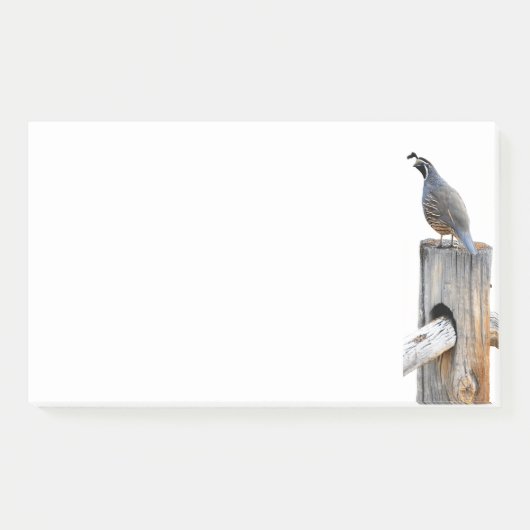 Post-it® Valley Quail Photo 10x6 Notes Papeterie (Devant)