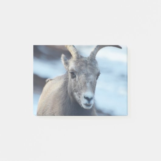 Post-it® Visage d'un mouflon d'Amérique (Devant)