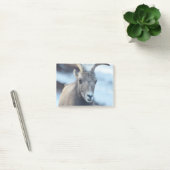 Post-it® Visage d'un mouflon d'Amérique (Bureau)