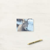 Post-it® Visage d'un mouflon d'Amérique (Sur un bureau)