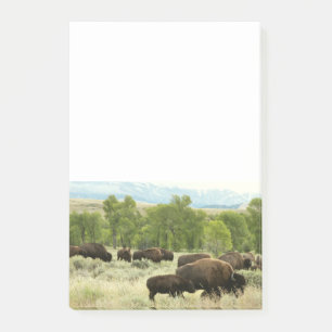 Post-it® Wyoming Bison Nature Animal Photographie