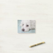 Post-it® Yeux de Tulear Puppy de coton (Sur un bureau)