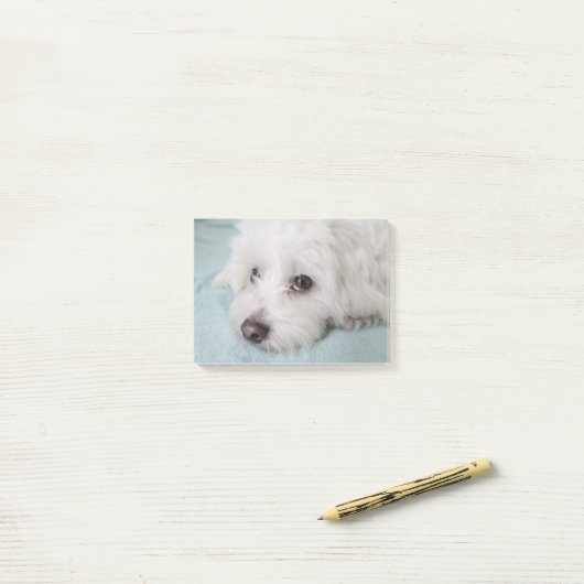 Post-it® Yeux de Tulear Puppy de coton (Sur un bureau)