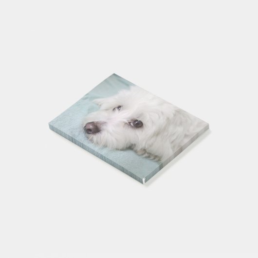 Post-it® Yeux de Tulear Puppy de coton (Incliné)