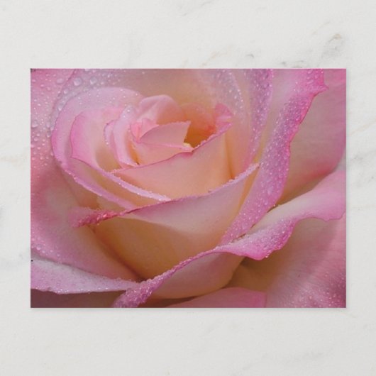 Post Kaart Beauful Pink Rose (Voorkant)