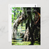 Post Kaart - Cypress Fan (Voorkant / Achterkant)