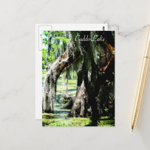 Post Kaart - Cypress Fan