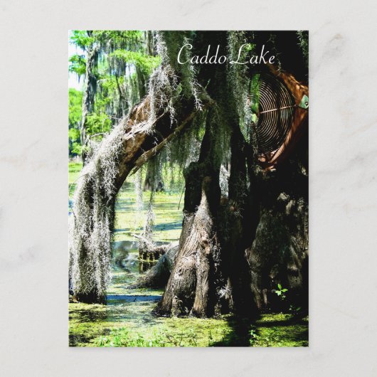 Post Kaart - Cypress Fan (Voorkant)