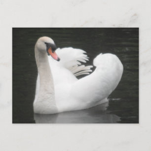 Post Kaart Swan Swimming