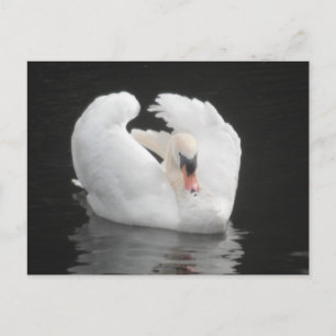 Post Kaart Swan Swimming