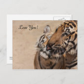 Post Kaart - Tijgers - Tiger Temple Thailand (Voorkant / Achterkant)