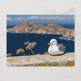 Postal gaviota en las Islas Cíes Briefkaart