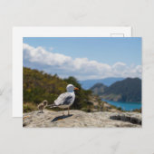 Postal gaviotas en las Islas Cíes Briefkaart (Voorkant / Achterkant)