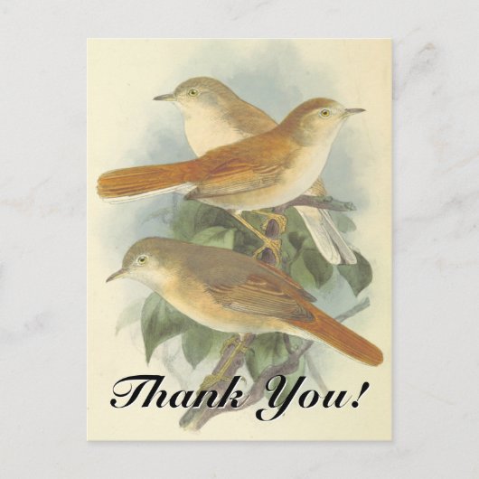Postale 3 Oiseaux perchés sur une branche "Merci"! Carte p (Devant)