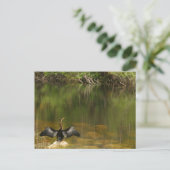 Postale Anhinga dans les Everglades - Carte de visite (Debout devant)