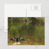 Postale Anhinga dans les Everglades - Carte de visite (Devant / Derrière)