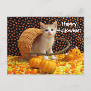 Postale Annie's Sweet Halloween Chat / Kitten Carte postal
