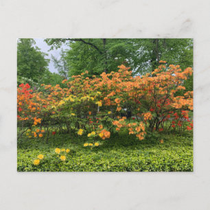 Postale Arbres en fleurs de Halifax Nouvelle-Écosse Carte