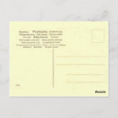 Postale Avion (édition carte postale) (Dos)