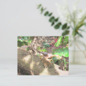 Postale Bambiraptor - Dinosaur - Carte d'apprentissage (Debout devant)