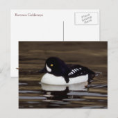 Postale Barrows Goldeneye Wildlife Series # 16 Carte posta (Devant / Derrière)