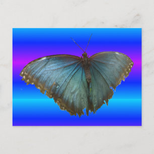 Postale Beau Papillon bleu Morpho do-it-yourself carte pos