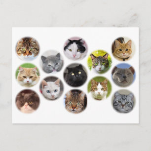 Postale Beaucoup de carte de chats