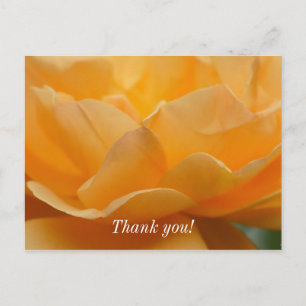 Postale Beauté d'une rose Carte de remerciement