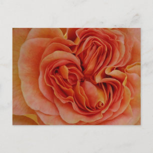Postale Belle Pastel Rose Fermer do-it-yourself carte post