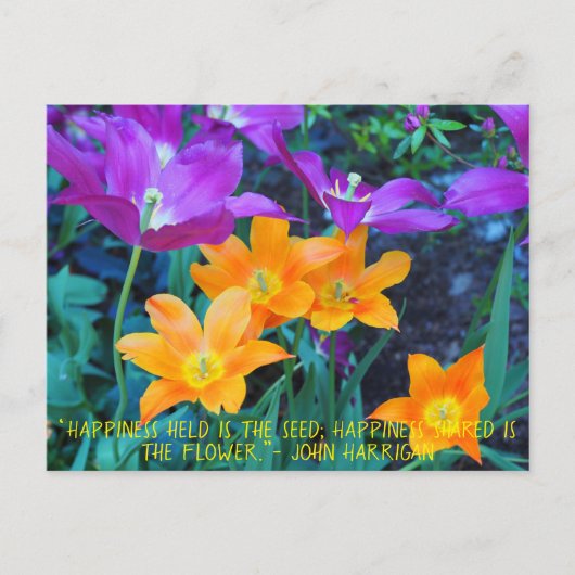 Postale Belle Tulipes Printemps Orange Purple Carte Postal (Devant)
