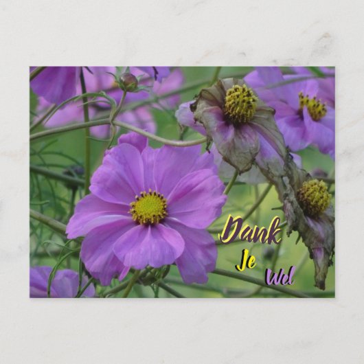 Postale Belles fleurs de Cosmea Carte de remerciement (Devant)