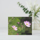 Postale Belles Fleurs de Cosmea do-it-yourself carte posta (Debout devant)