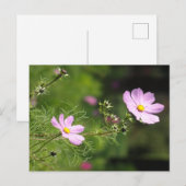 Postale Belles Fleurs de Cosmea do-it-yourself carte posta (Devant / Derrière)