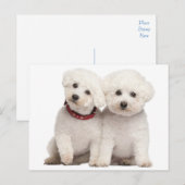 Postale Bichon Frise Chien Chien Chien Vierge Carte postal (Devant / Derrière)