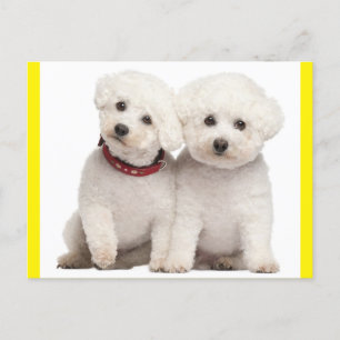 Postale Bichon Frise Chien Chien Chien Vierge Carte postal