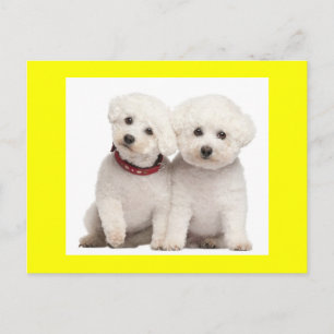 Postale Bichon Frise Chien Chien Noir Carte de poste de vo