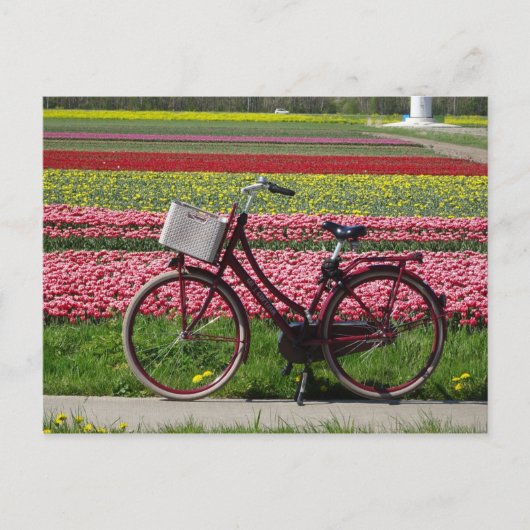 Postale Bicyclette à Tulips Field do-it-yourself carte pos (Devant)