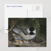 Postale Black Capped Chickadee Wildlife Series #3 Carte po (Devant / Derrière)