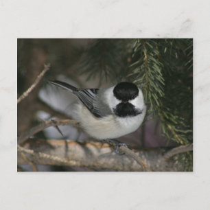 Postale Black Capped Chickadee Wildlife Series #3 Carte po