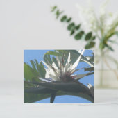 Postale Bleu Blanc Strelitzia Fleur do-it-yourself Carte p (Debout devant)
