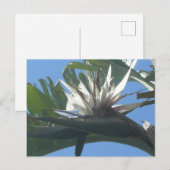 Postale Bleu Blanc Strelitzia Fleur do-it-yourself Carte p (Devant / Derrière)