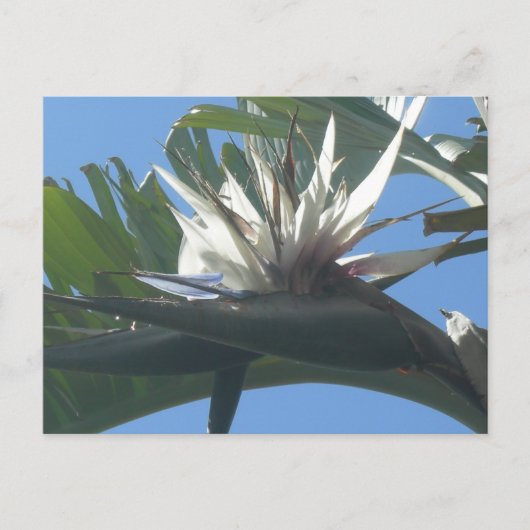 Postale Bleu Blanc Strelitzia Fleur do-it-yourself Carte p (Devant)