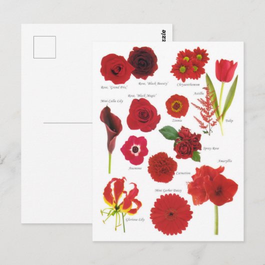 Postale bloem Rode bloem Briefkaart (Voorkant / Achterkant)