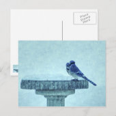 Postale Blue Jays Winter Nourriture Painterly Carte postal (Devant / Derrière)