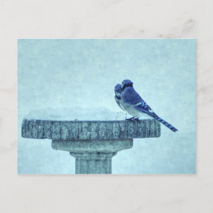 Postale Blue Jays Winter Nourriture Painterly Carte postal
