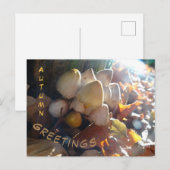 Postale Bonjour Automne Toadstools Sunny Cust. Carte posta (Devant / Derrière)